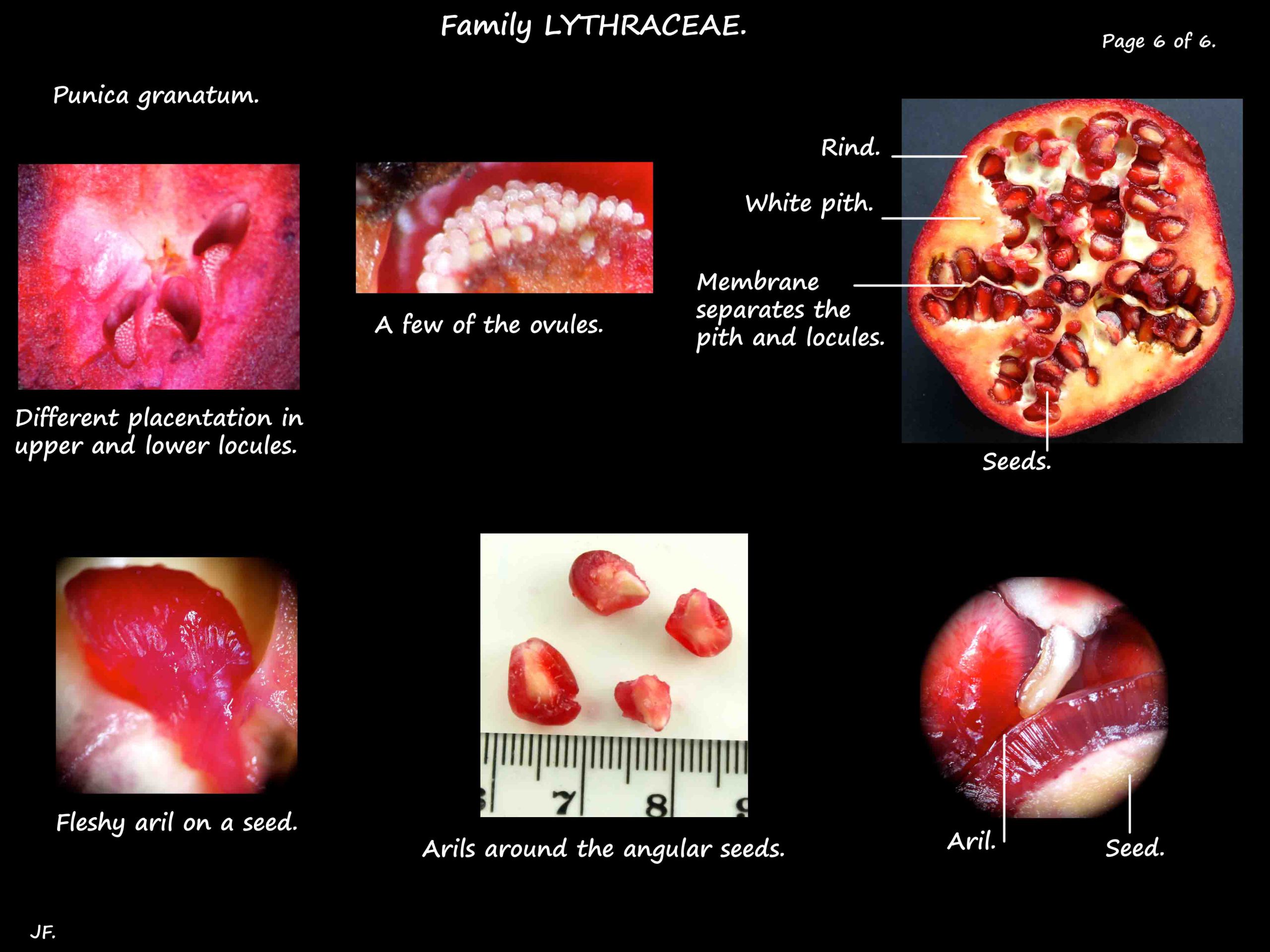 6 Punica granatum ovules & seeds